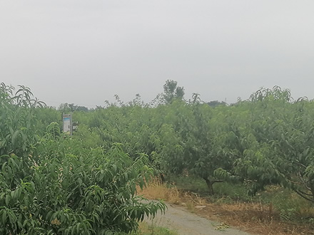 當涂桃園基地展示（二）